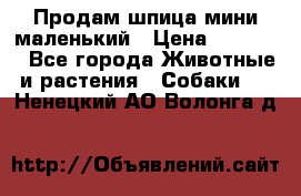 Продам шпица мини маленький › Цена ­ 15 000 - Все города Животные и растения » Собаки   . Ненецкий АО,Волонга д.